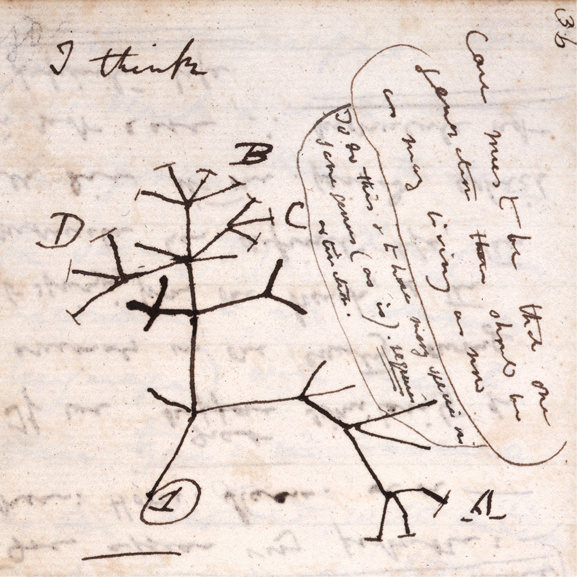 8 - darwin's tree