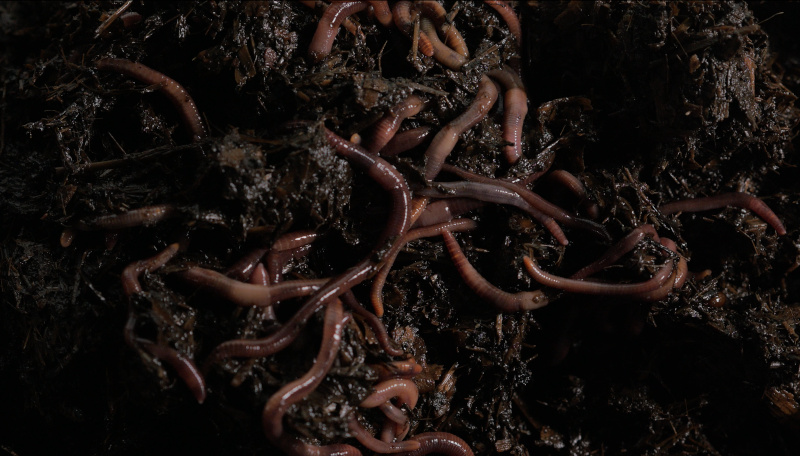 8 - Fig2_Holmstedt_Unlikely_FSB_filmstill_worms.jpg