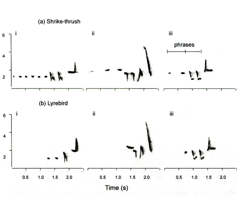 4 - IMG4_comparison of strike thrush and lyrebird.jpg